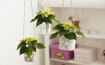 Stralende mini plantjes voor binnen