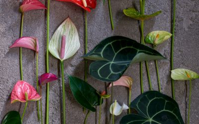 Anthurium voor extra sfeer in het interieur