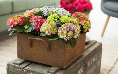 Haal fleur en kleur in huis met Hortensia’s