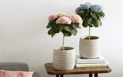 Nieuw voor binnen: De Hortensia in de vorm van een boompje