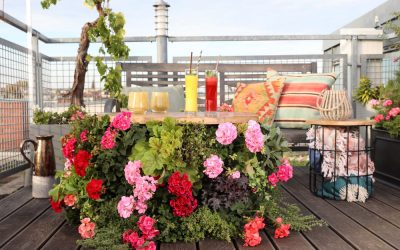 Kweek een bloemenparadijs met Geraniums