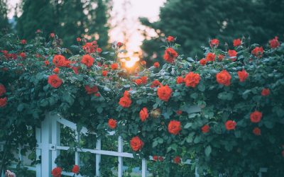 De verschillende manieren om je tuinoverkapping in te richten