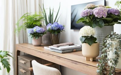 Kleur je interieur met Hortensia’s