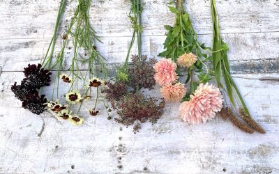 Startpakket voor eigen pluktuin