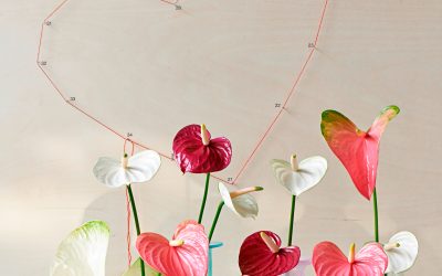 Anthuriums voor Valentijn