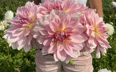 Zinderende zomertuin vol bloemen