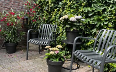 Hortensia met karakter